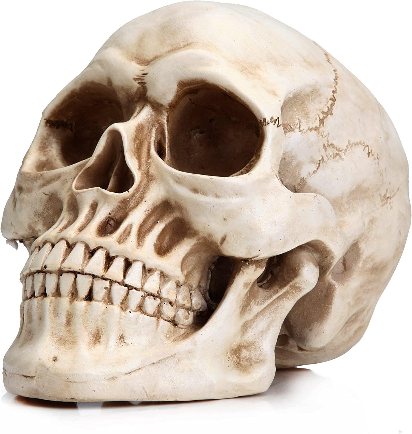 1:1 Replica Realistic Human Adult Skull Head Bone Model - John Cootes