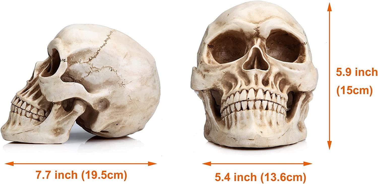 1:1 Replica Realistic Human Adult Skull Head Bone Model - John Cootes