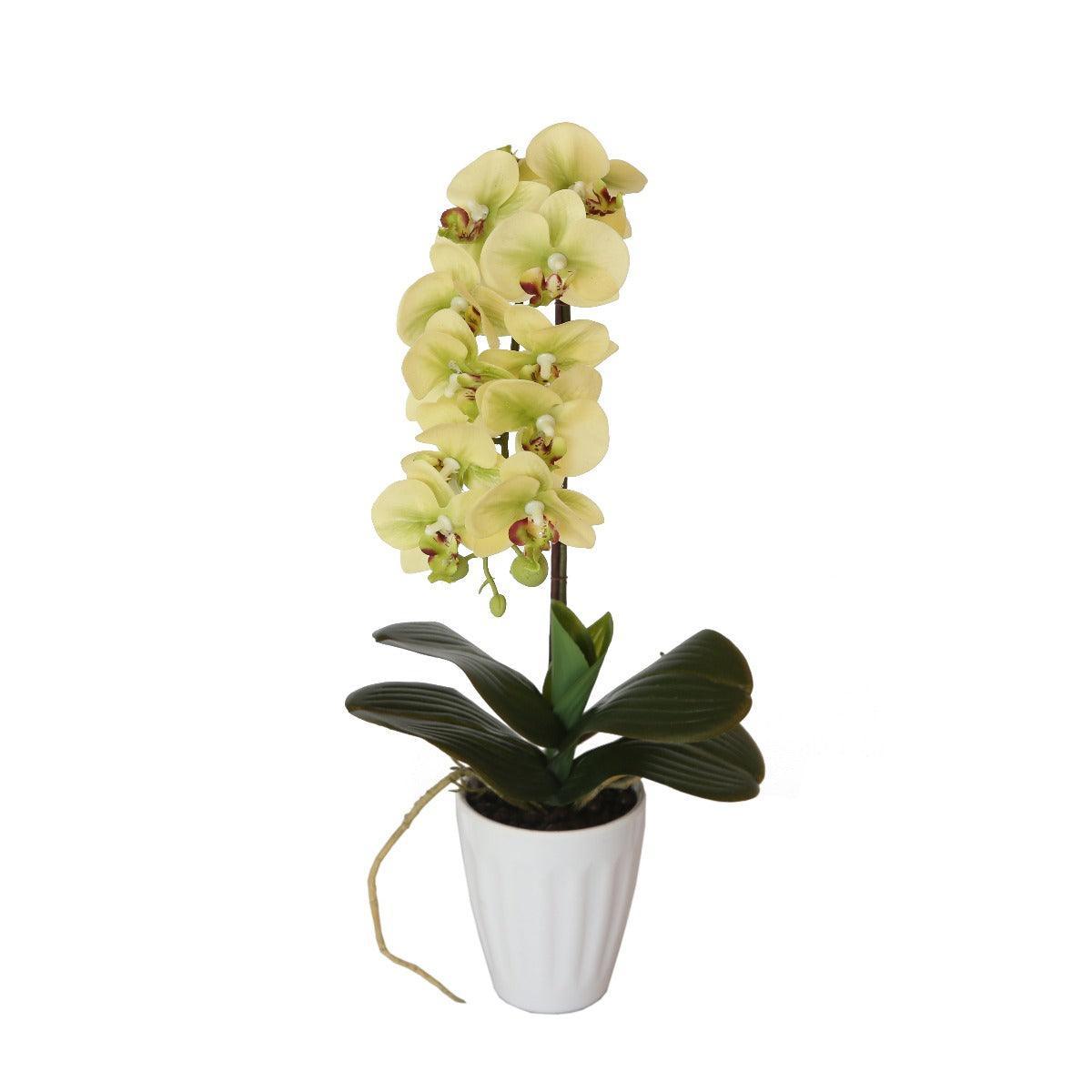 40cm Butterfly Orchid- Cream - John Cootes