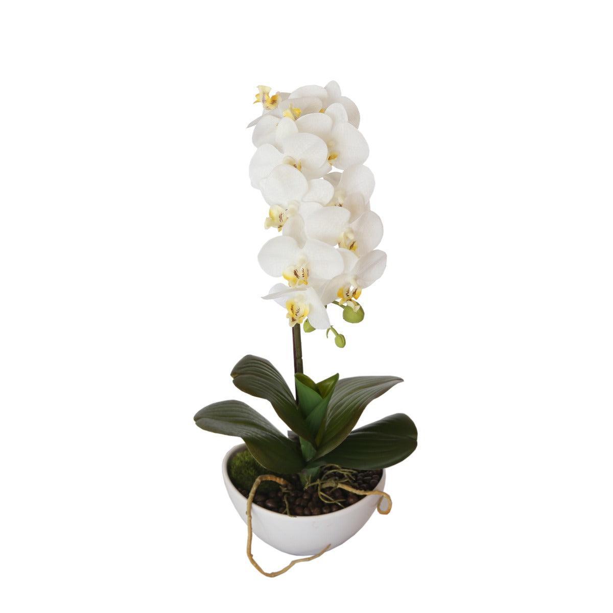 46cm Butterfly Orchid - White - John Cootes