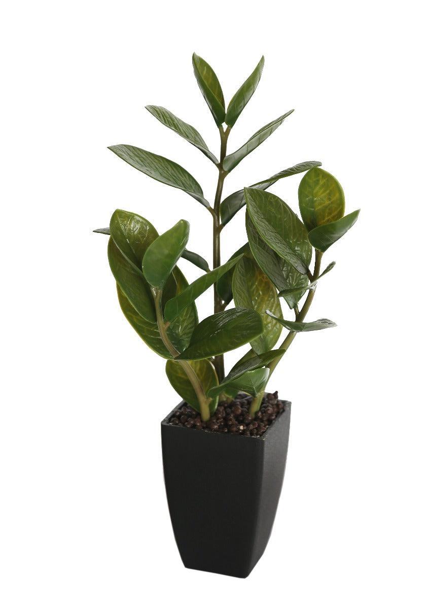 46cm Potted Zanzibar - John Cootes