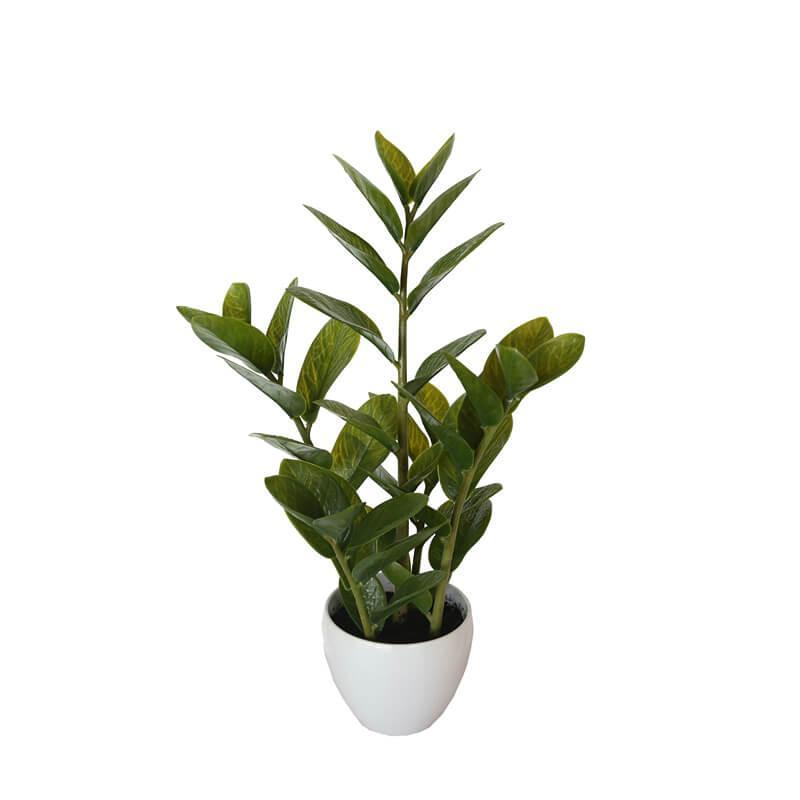 60cm Potted Zanzibar - John Cootes