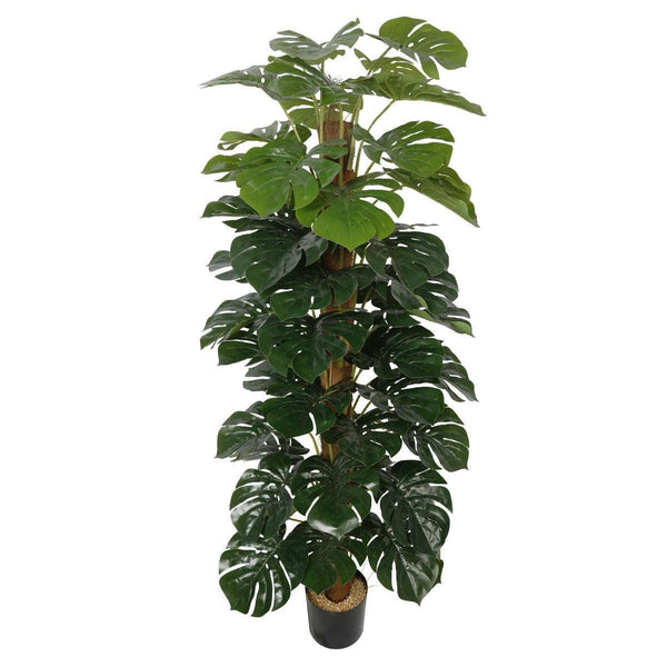Artificial Money Plant (Monstera) with decorative pot 180cm - John Cootes