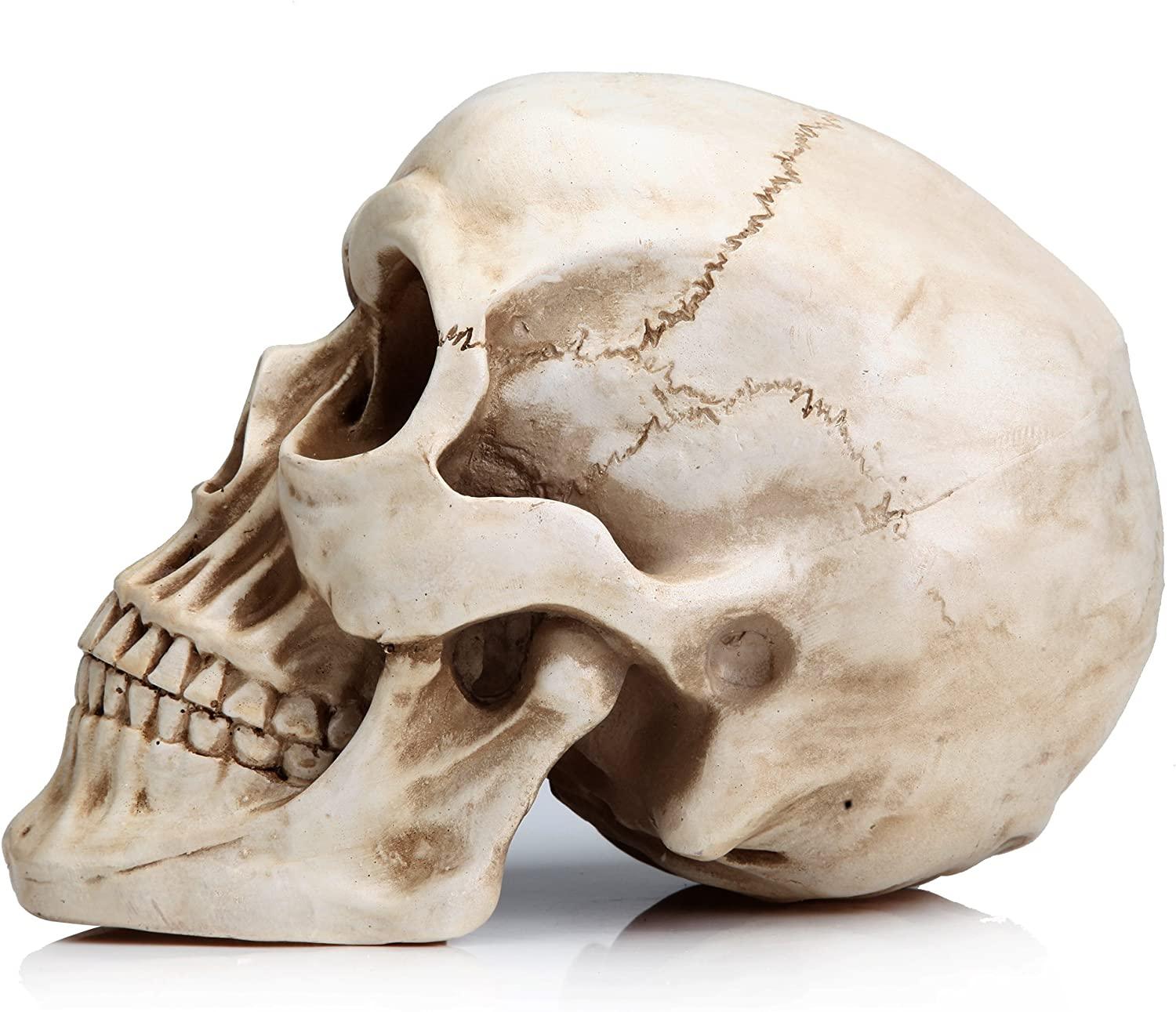 1:1 Replica Realistic Human Adult Skull Head Bone Model - John Cootes