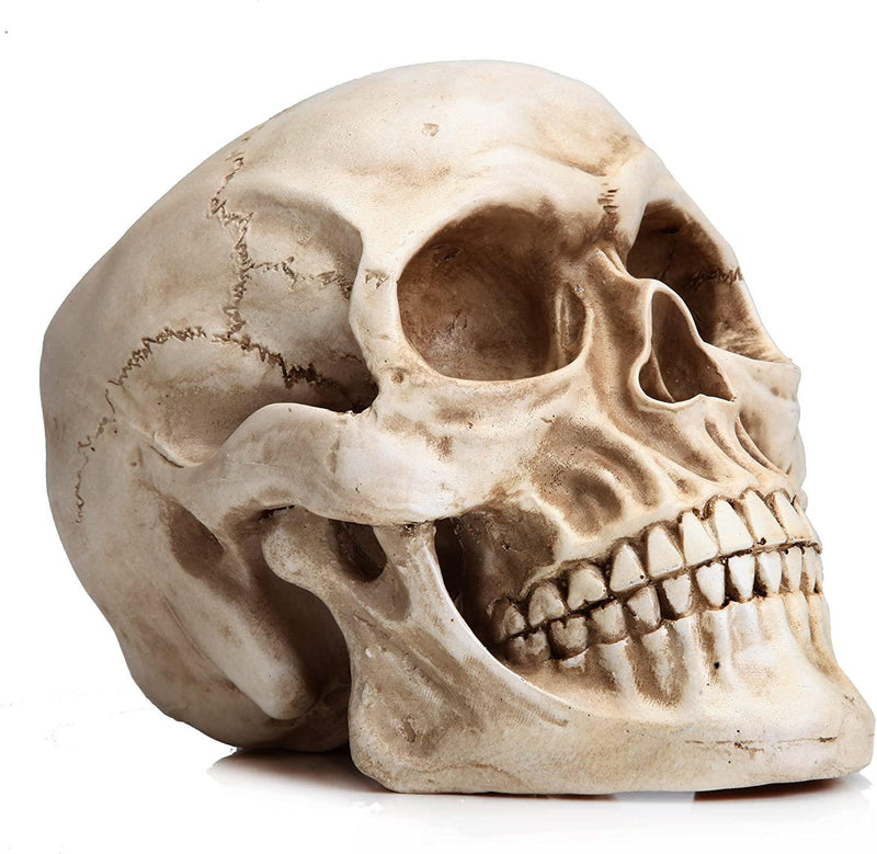 1:1 Replica Realistic Human Adult Skull Head Bone Model - John Cootes