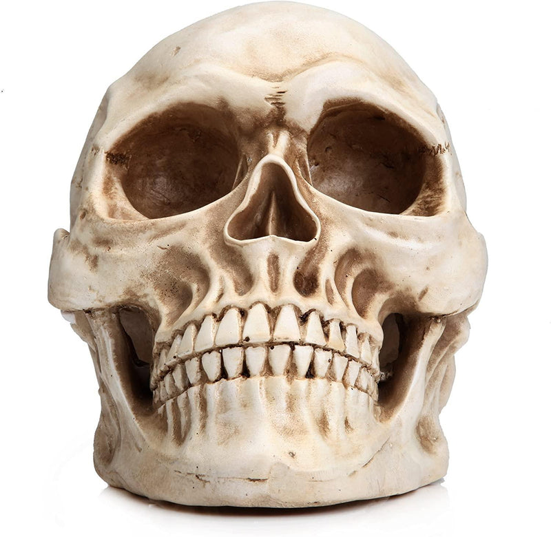 1:1 Replica Realistic Human Adult Skull Head Bone Model - John Cootes