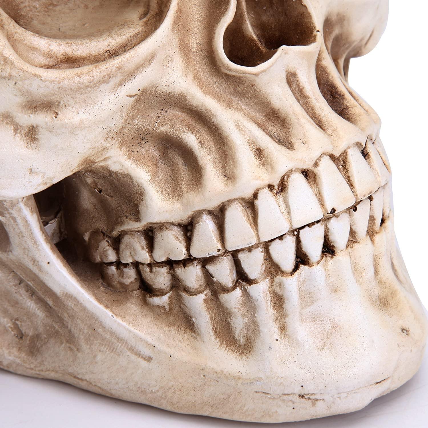 1:1 Replica Realistic Human Adult Skull Head Bone Model - John Cootes