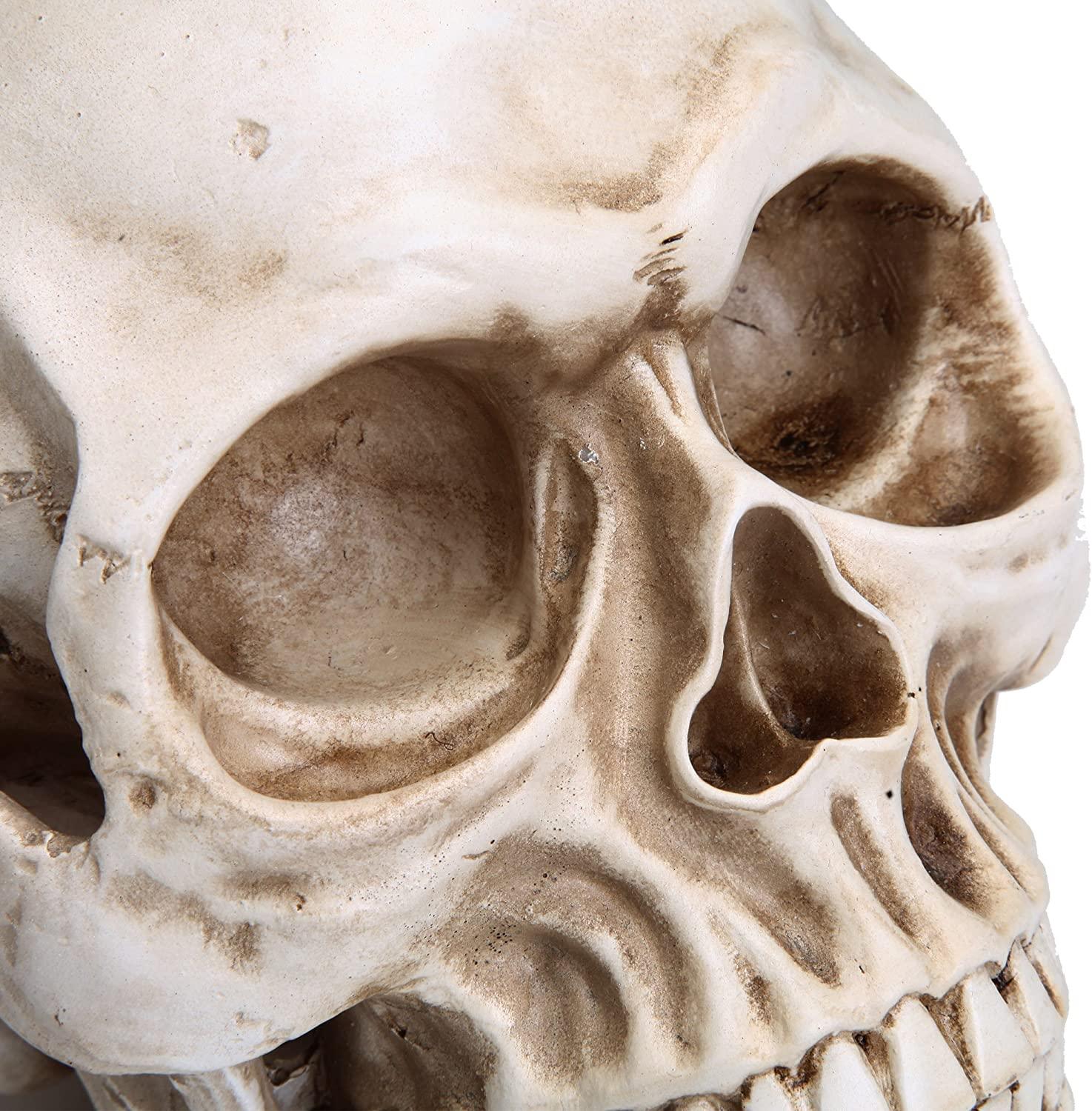 1:1 Replica Realistic Human Adult Skull Head Bone Model - John Cootes