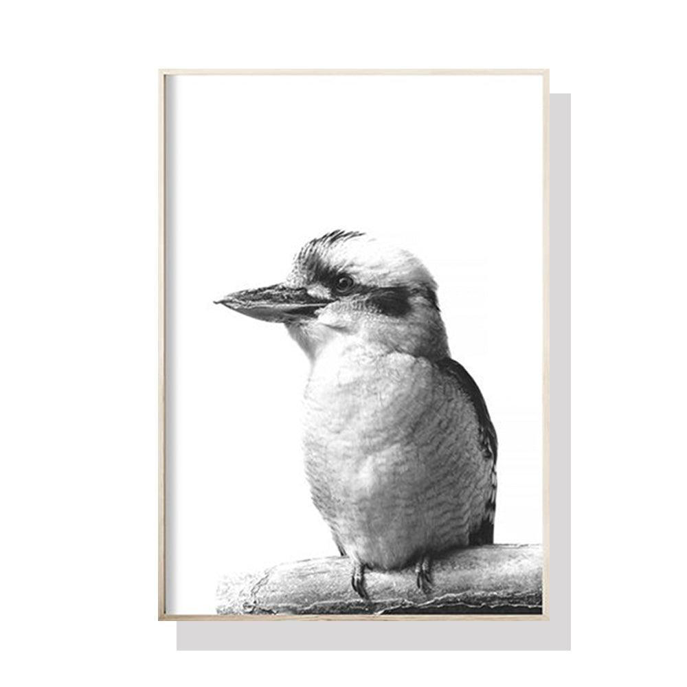 50cmx70cm Kookaburra Black Frame Canvas Wall Art - John Cootes