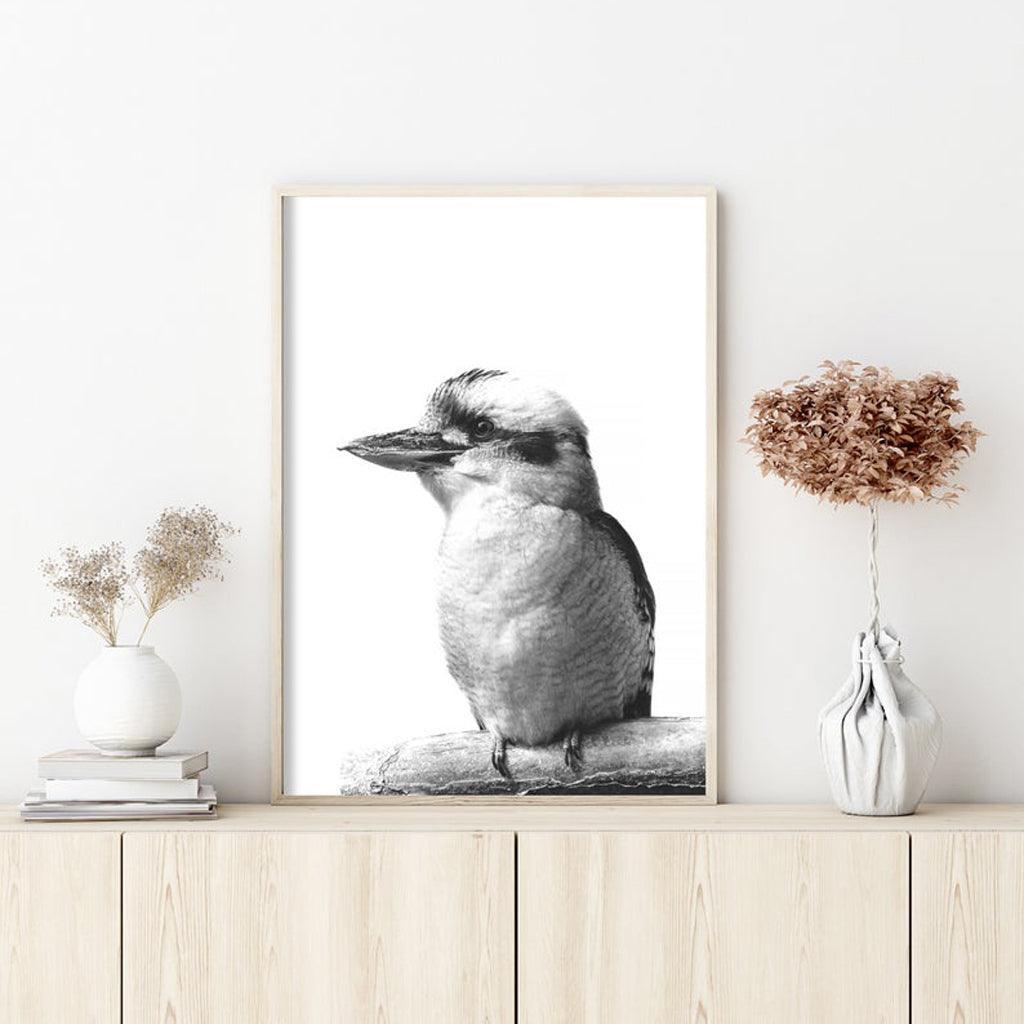 50cmx70cm Kookaburra Black Frame Canvas Wall Art - John Cootes