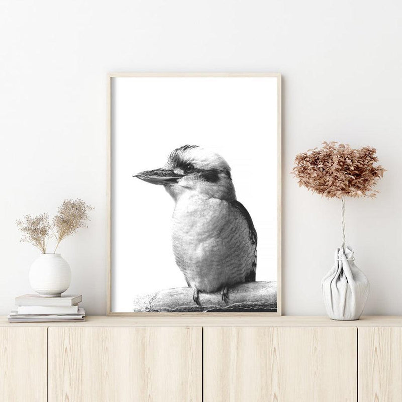 60cmx90cm Kookaburra Black Frame Canvas Wall Art - John Cootes