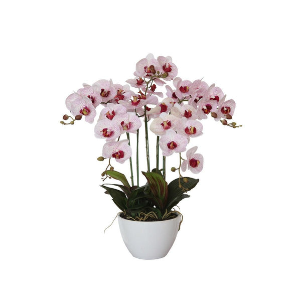 66cm Multi Butterfly Orchid - Pink - John Cootes