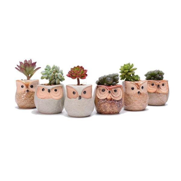 6PCS Mini Owl Plant Pots Ceramic Succulent Cactus Bonsai Flower Pots - John Cootes