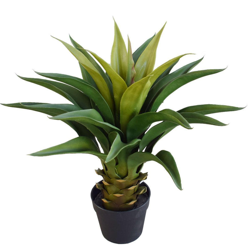 Agave 60cm Plant - John Cootes