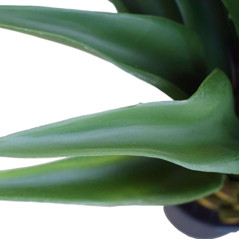 Agave 60cm Plant - John Cootes