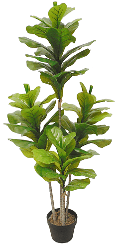 Artificial Fiddle Fig 135cm - John Cootes