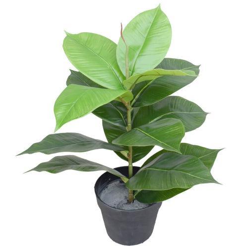 Artificial Potted Rubber Plant 55cm - John Cootes