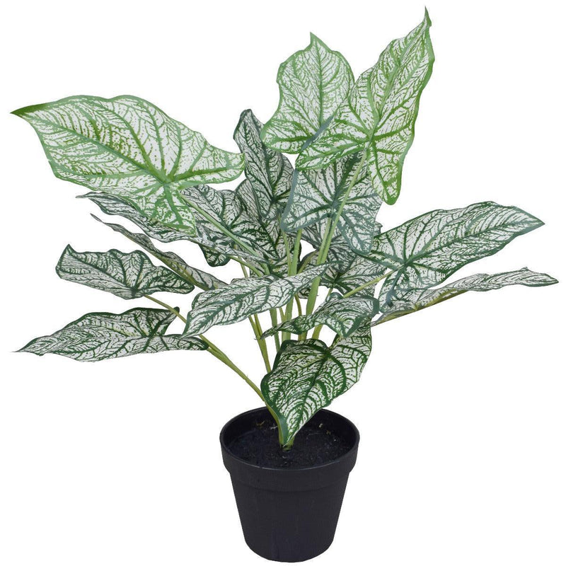 Artificial Potted White Evergreen Aglaonema 40 cm - John Cootes