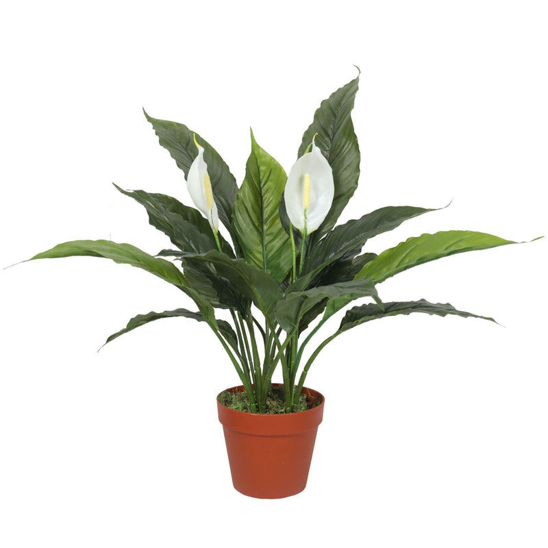 Artificial Spathiphyllum Peace Lily Plant with White Flowers 60cm - John Cootes