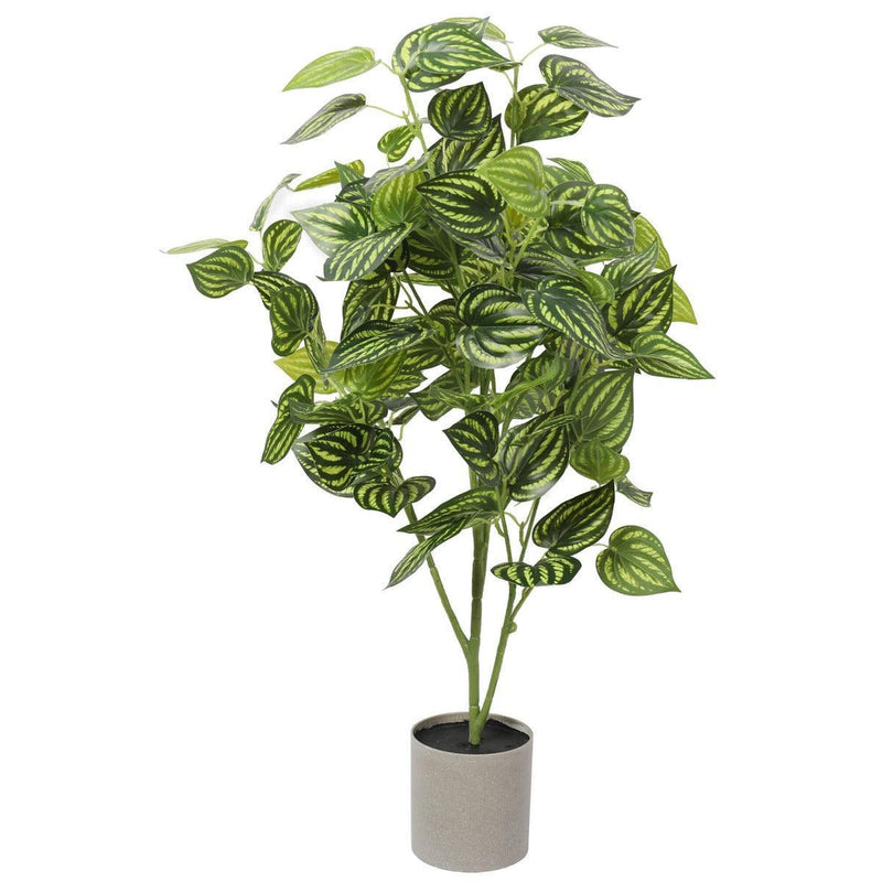 Bright Mixed Philodendron Plant 70cm - John Cootes