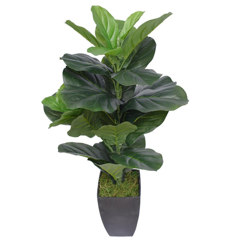 Dense Fiddle Leaf Fig Tree 70cm - John Cootes