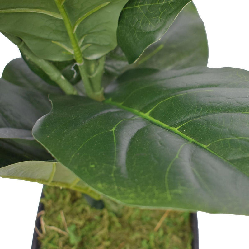 Dense Fiddle Leaf Fig Tree 70cm - John Cootes