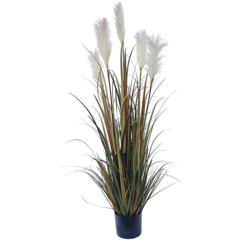 Flowering Native Fox Tail Grass 120 cm - John Cootes