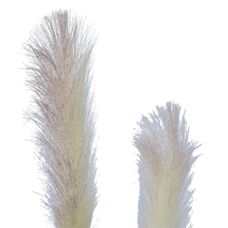 Flowering Native Fox Tail Grass 120 cm - John Cootes