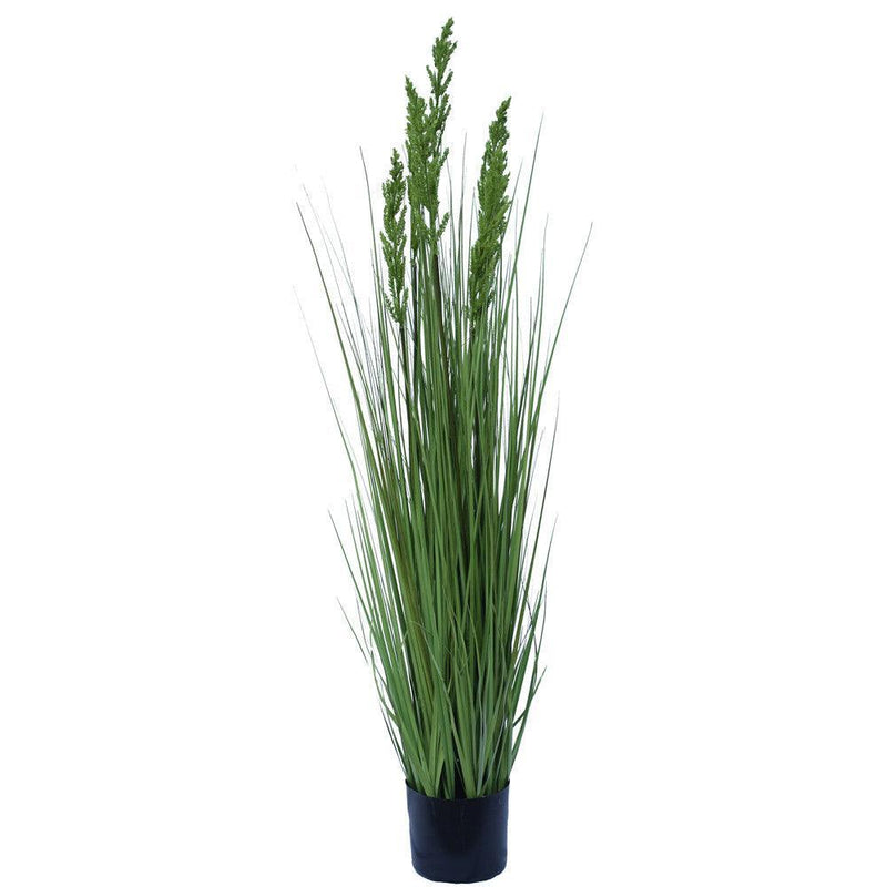 Flowering Native Grass 120 cm - John Cootes