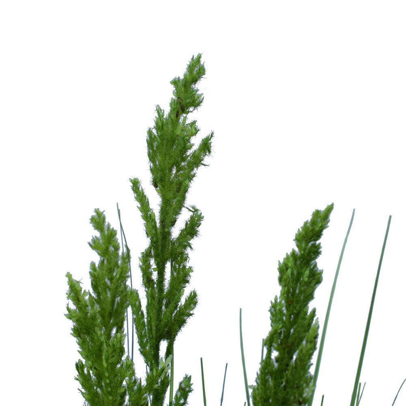 Flowering Native Grass 120 cm - John Cootes