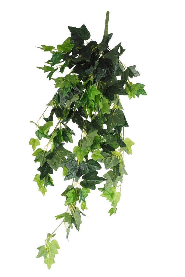 Hanging Green Ivy Bush 80cm - John Cootes