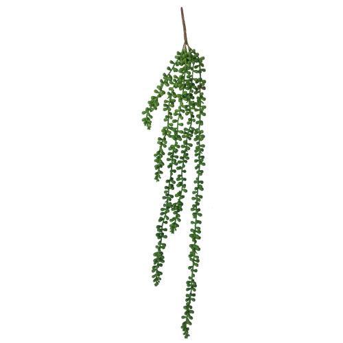 Hanging Succulent String of Pearl Beads 75cm - John Cootes