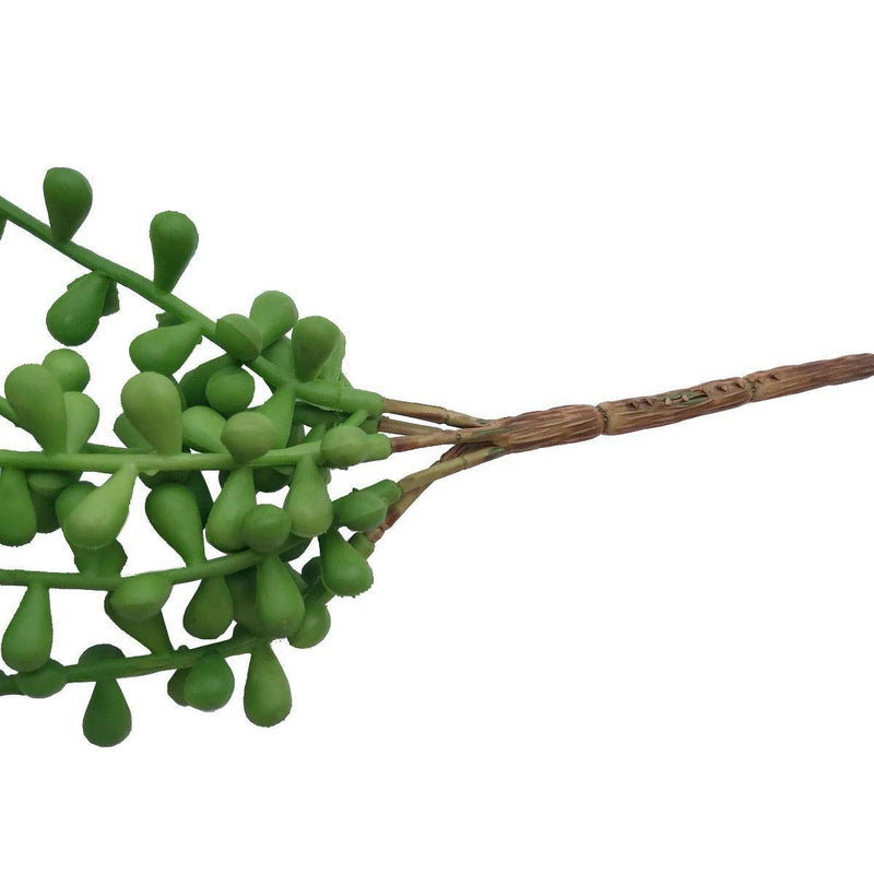 Hanging Succulent String of Pearl Beads 75cm - John Cootes