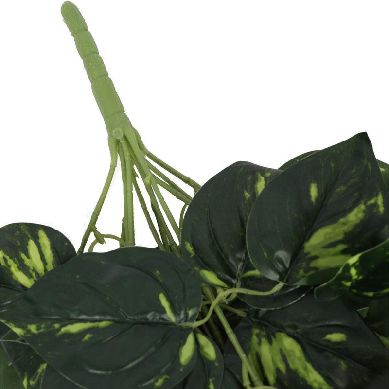 Heart Leaf Philodendron Hanging Creeper Bush 73cm - John Cootes