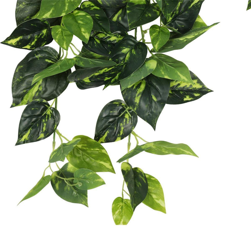 Heart Leaf Philodendron Hanging Creeper Bush 73cm - John Cootes