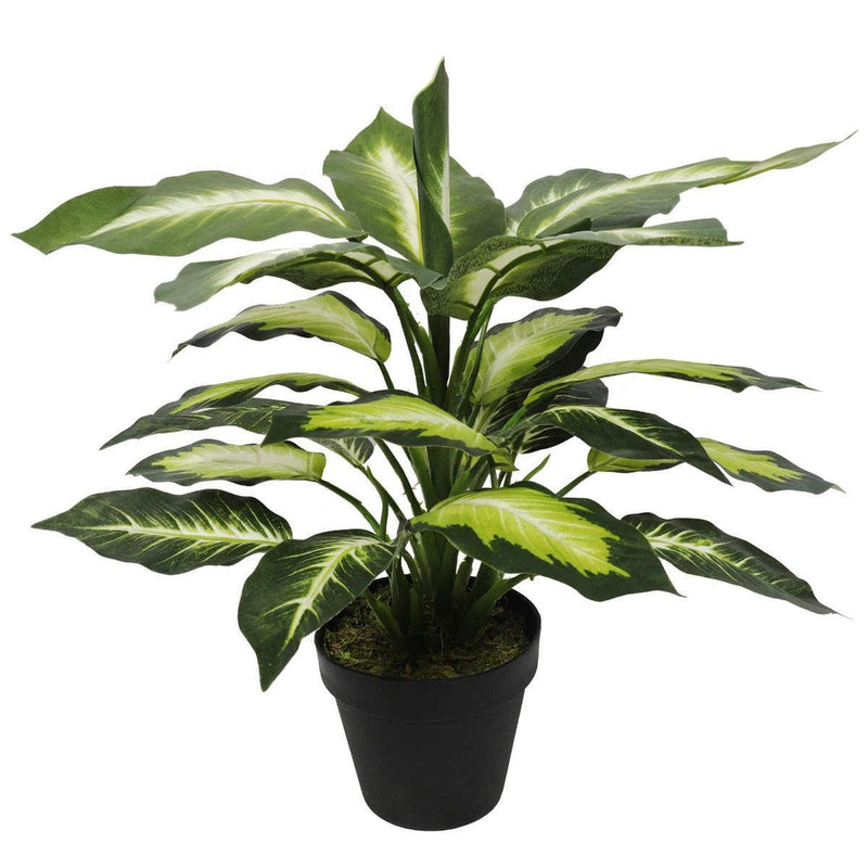 Leopard Lily (Dieffenbachia) with Pot 40cm - John Cootes