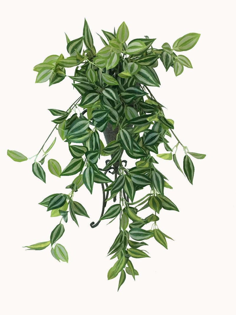 Mixed White and Green Hanging Philodendron Bush 80cm - John Cootes