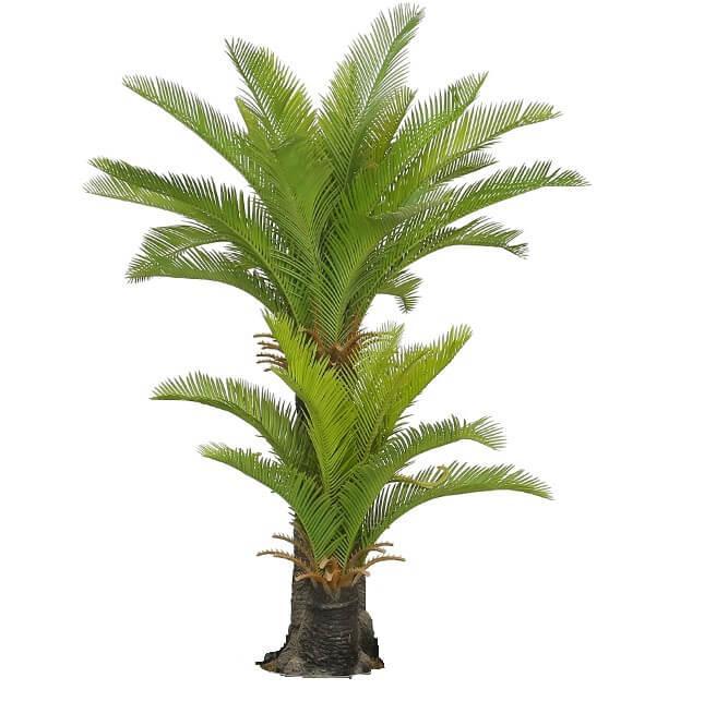 No Pot Multi Trunk Sago Cycad 130cm - John Cootes