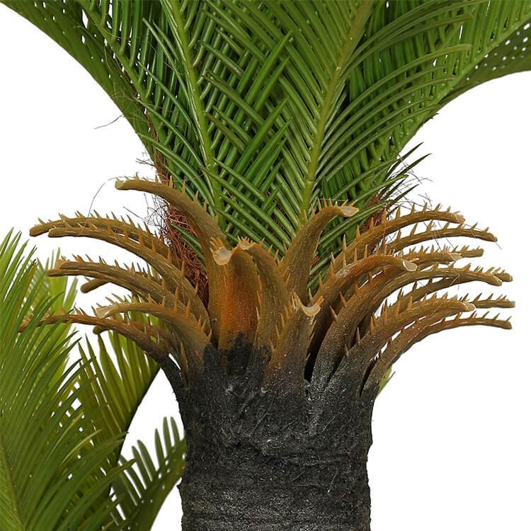 No Pot Multi Trunk Sago Cycad 130cm - John Cootes