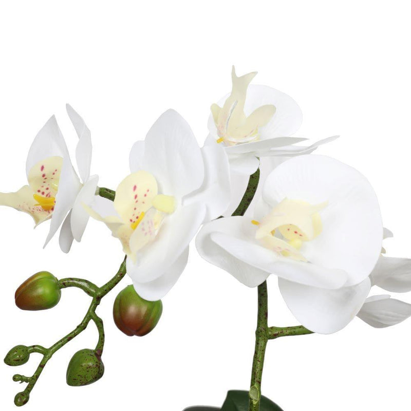 Potted Single Stem White Phalaenopsis Orchid with Decorative Pot 35cm - John Cootes