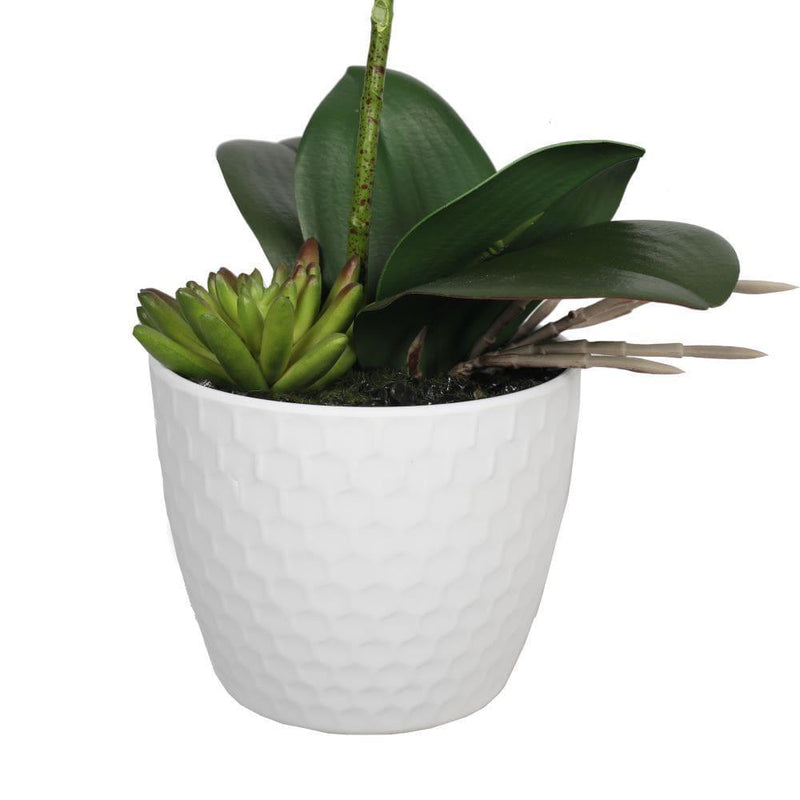 Potted Single Stem White Phalaenopsis Orchid with Decorative Pot 35cm - John Cootes