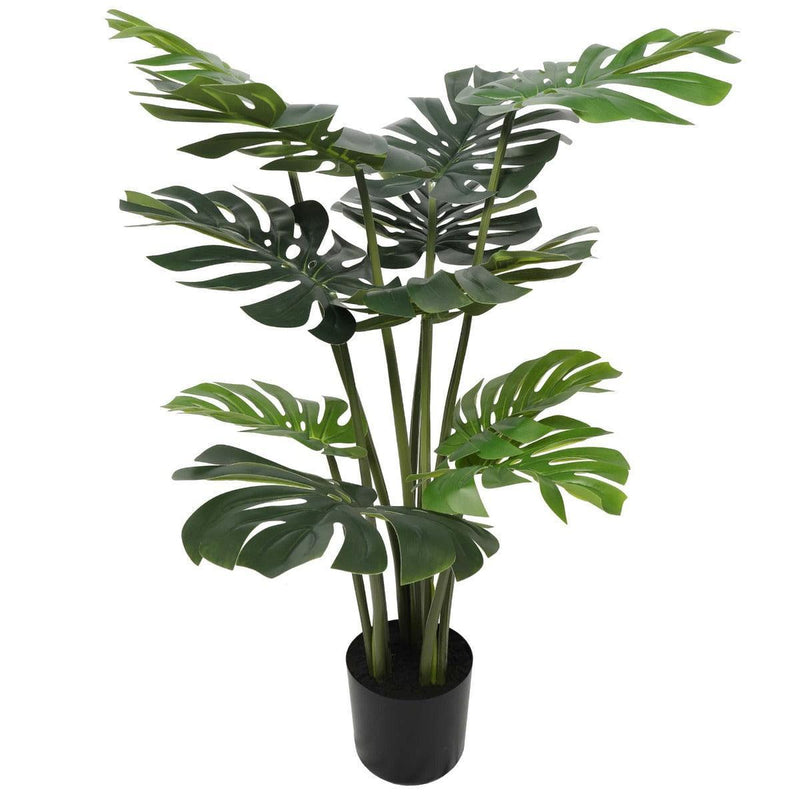 Split Philodendron (Split Leaf) 120cm - John Cootes