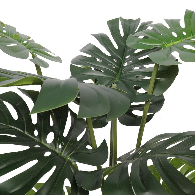 Split Philodendron (Split Leaf) 120cm - John Cootes