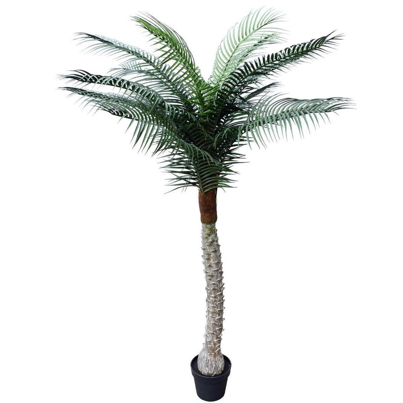 Tropical Phoenix Palm Tree 170cm UV Resistant - John Cootes