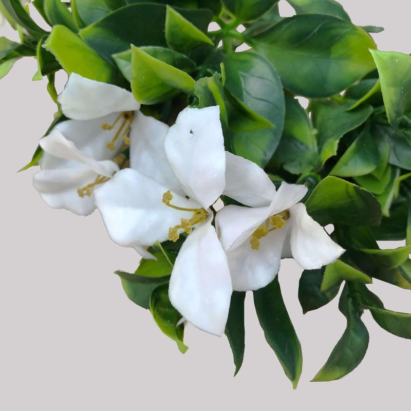 White Flowering Jasmine Stem UV Resistant 30cm - John Cootes